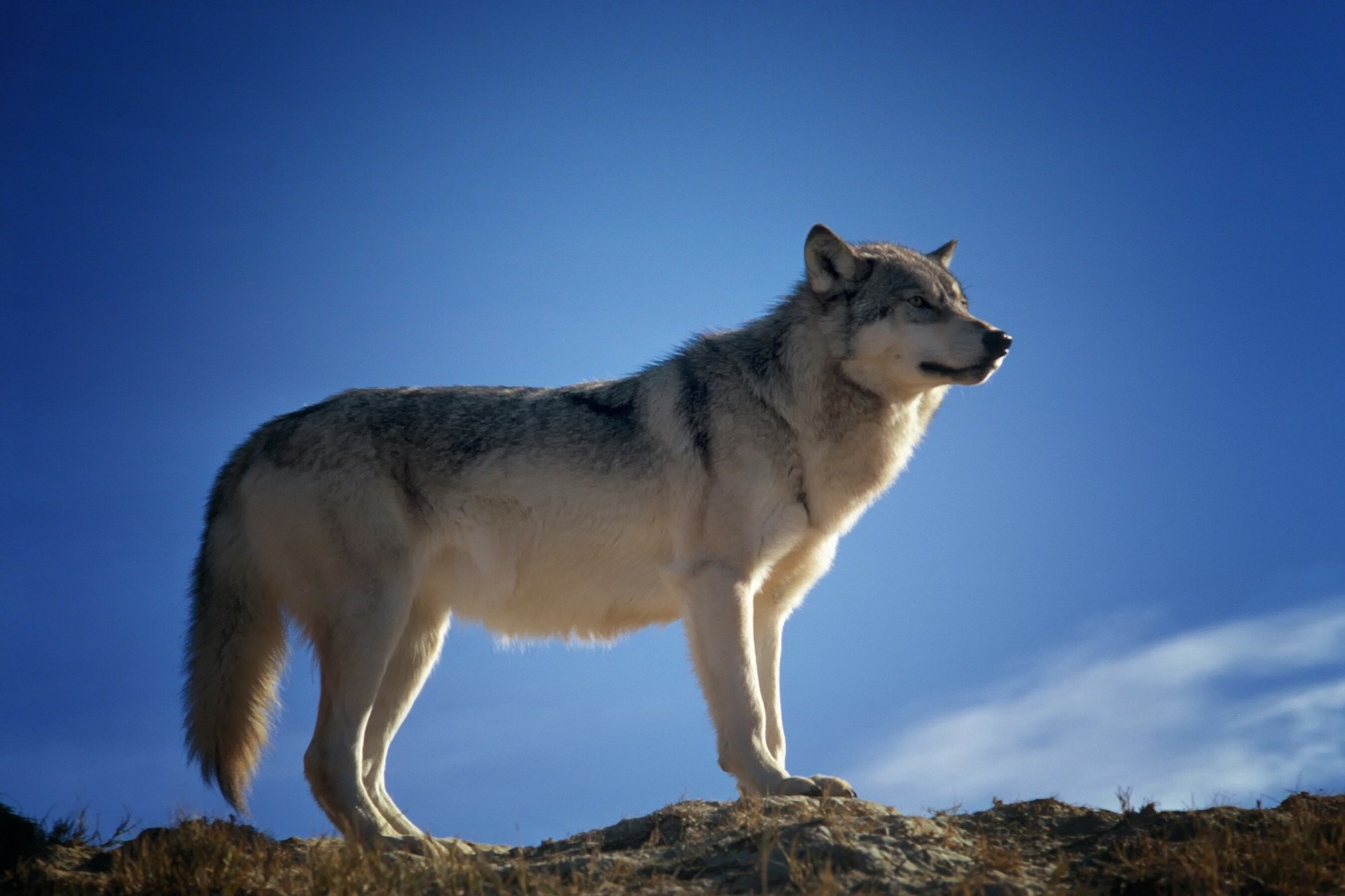 coyote