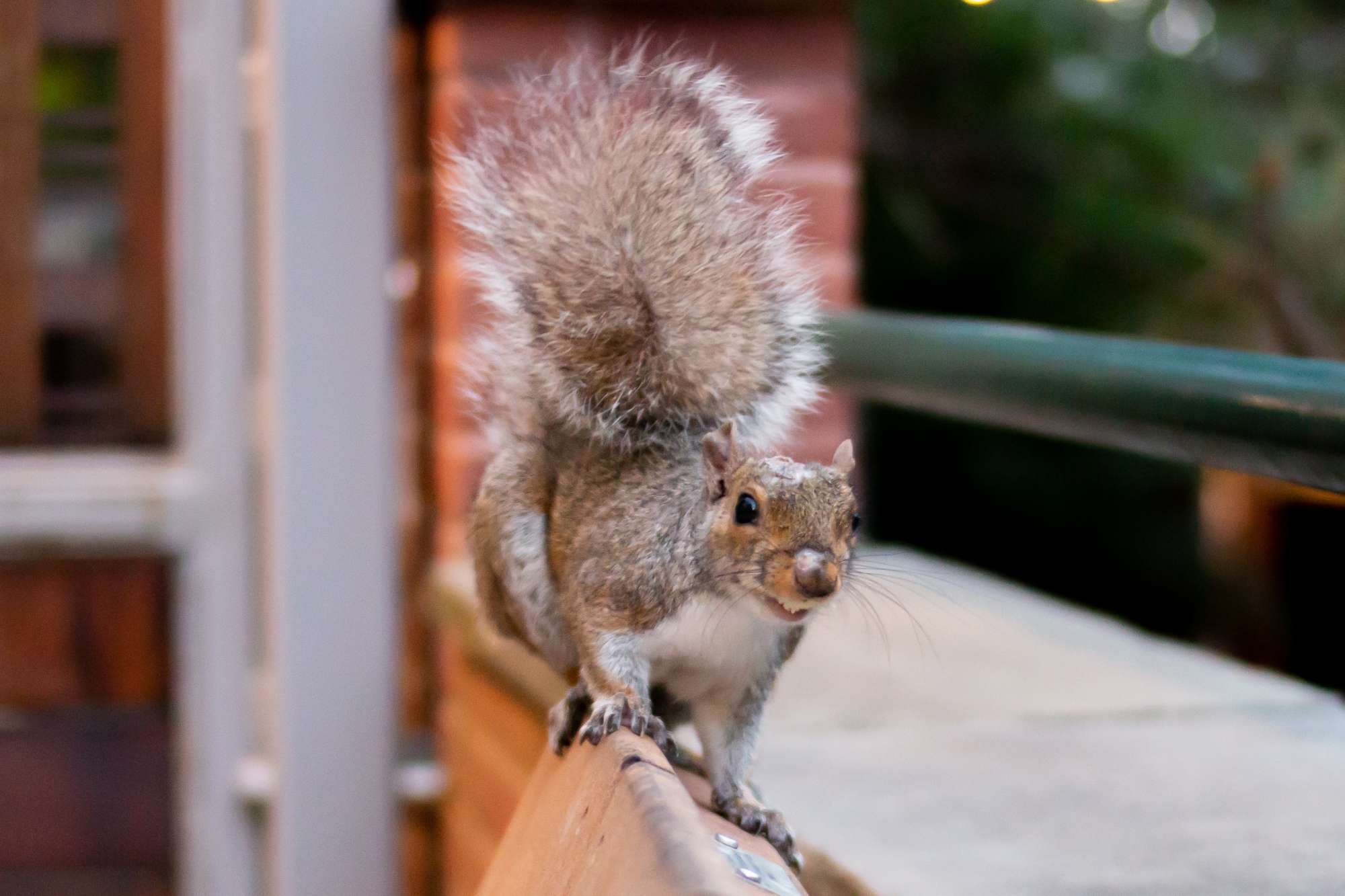 squirrel