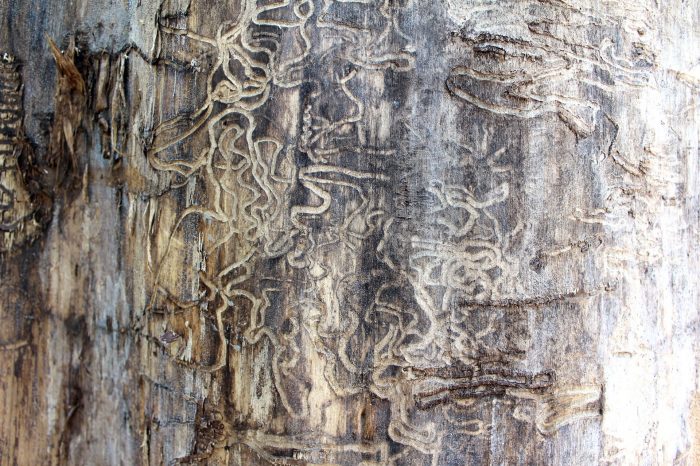 termite tubes