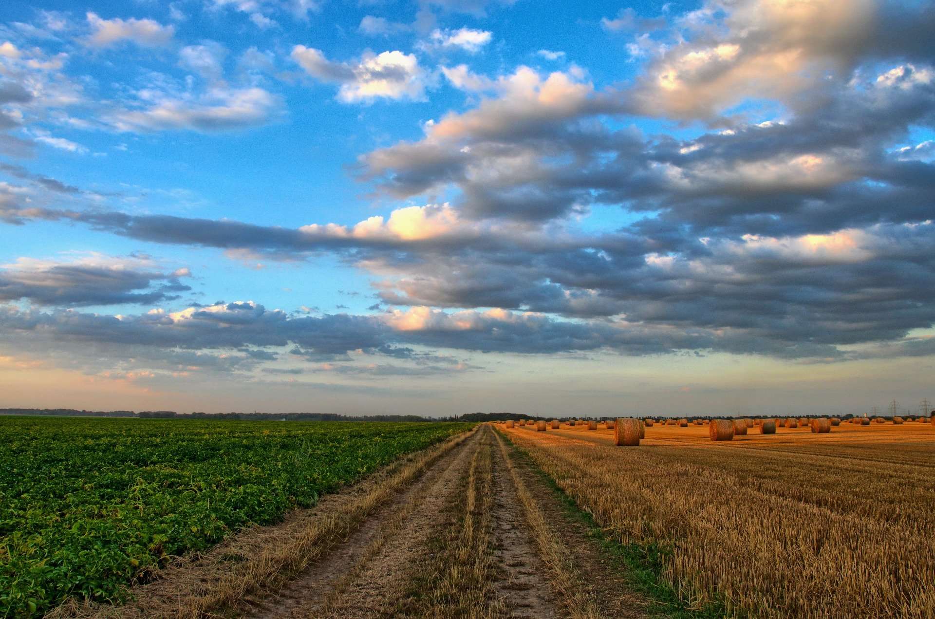 agricultural fields