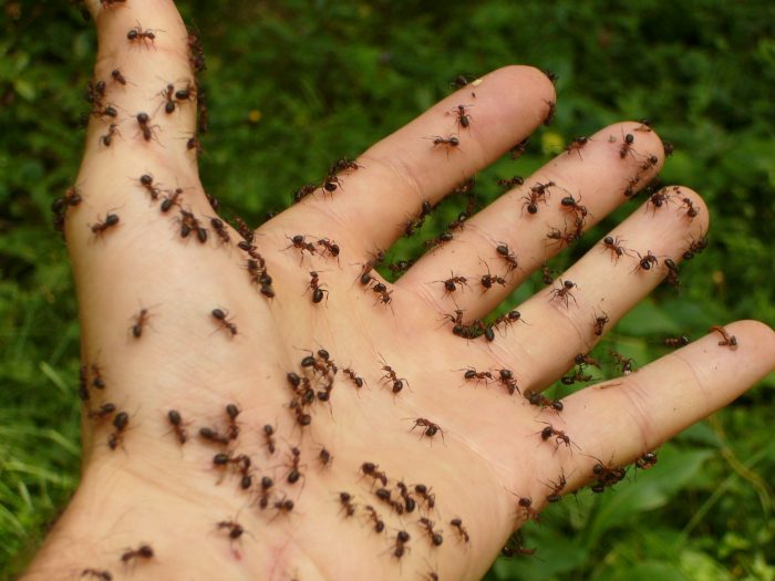ants on a hand