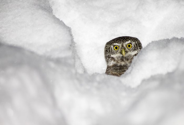 An owl in snow