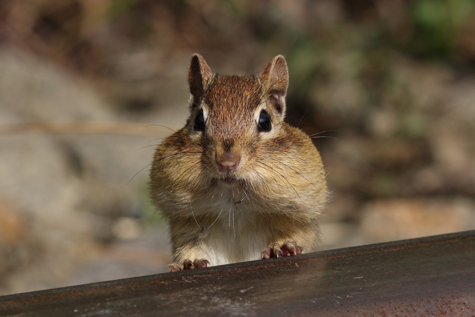 chipmunk eating