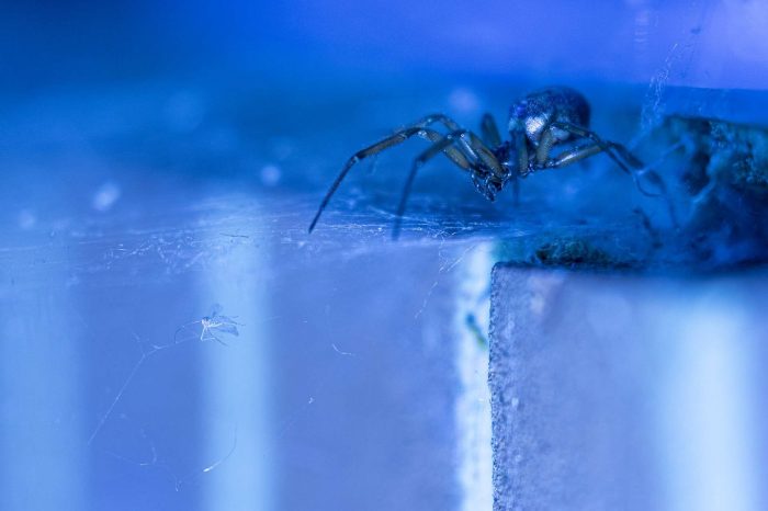 spider