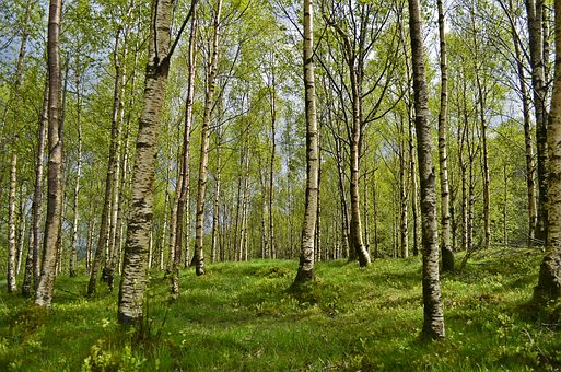 woods
