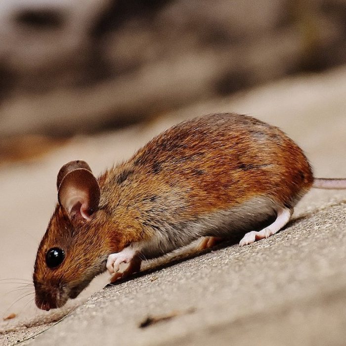 house mouse