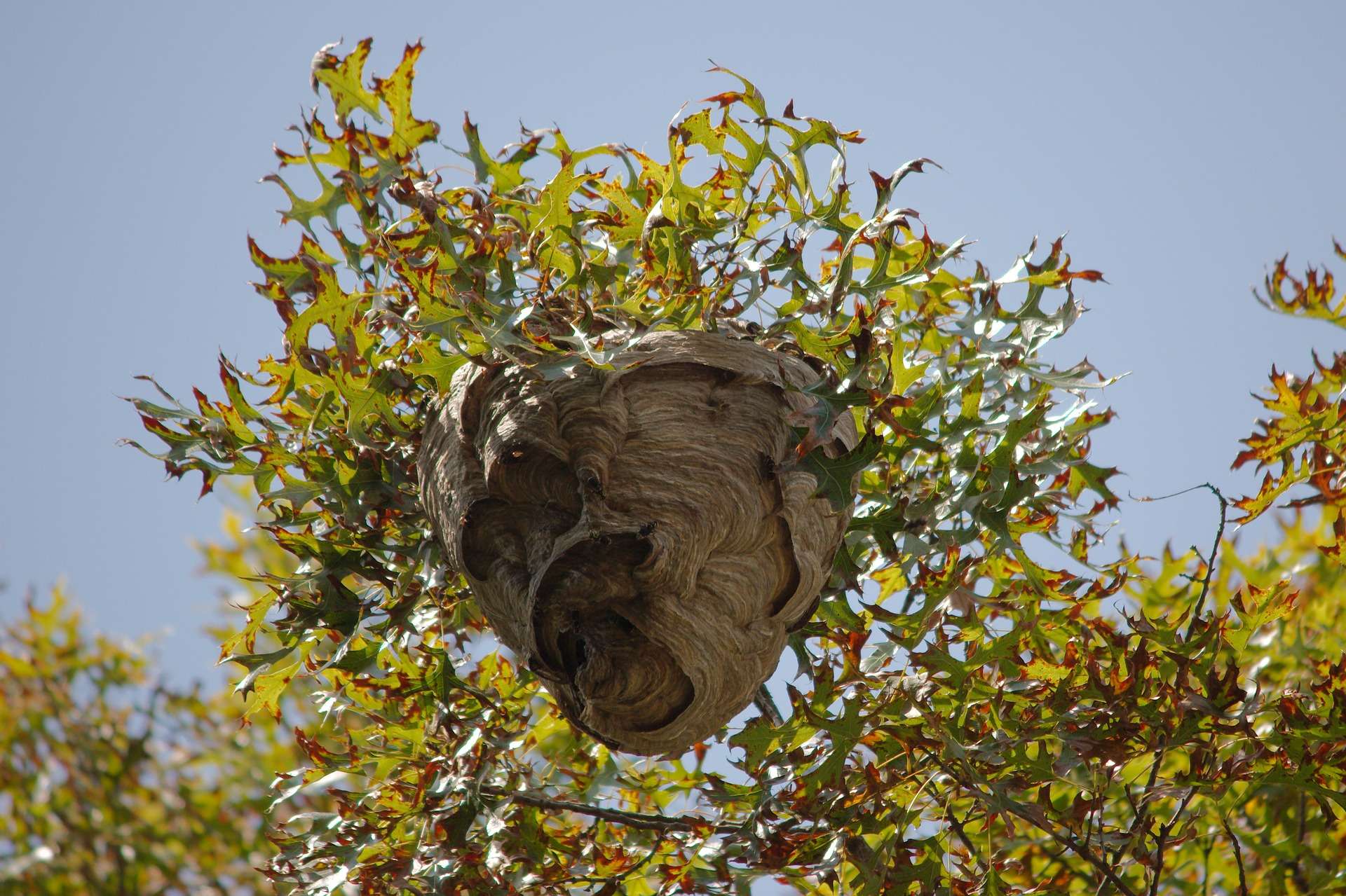 bee nest