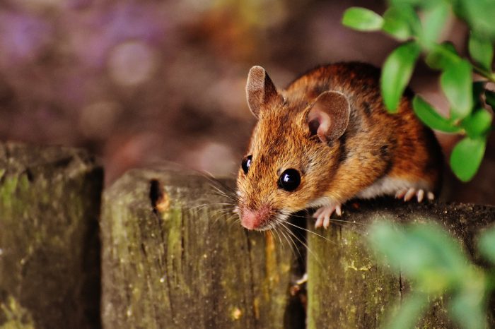 A mouse climbing a fence