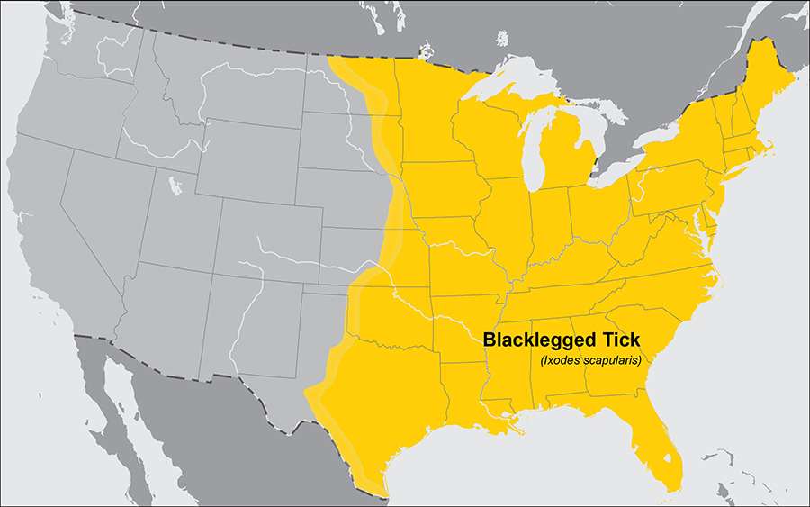 tick bite regions
