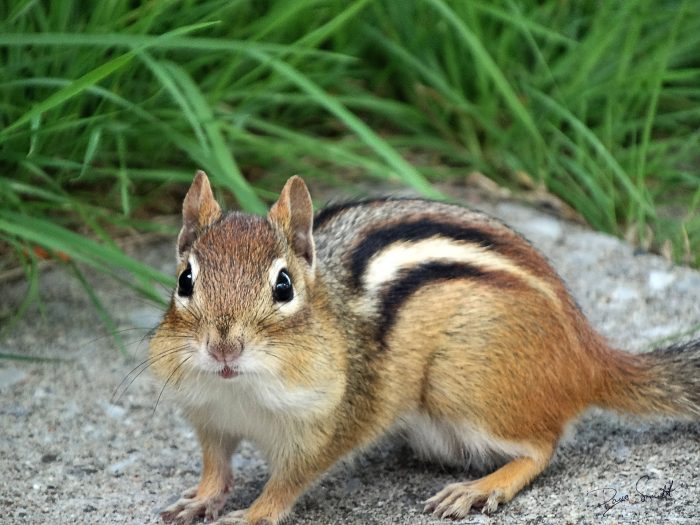A cute chipmunk looking at camera