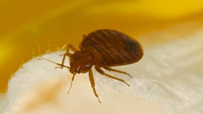 A brown bed bug