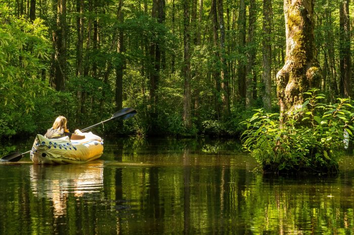 swamp with kayaker