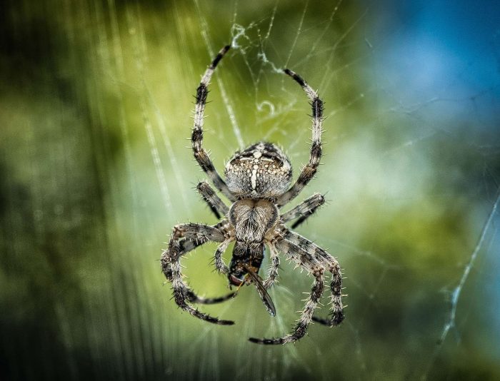 spider