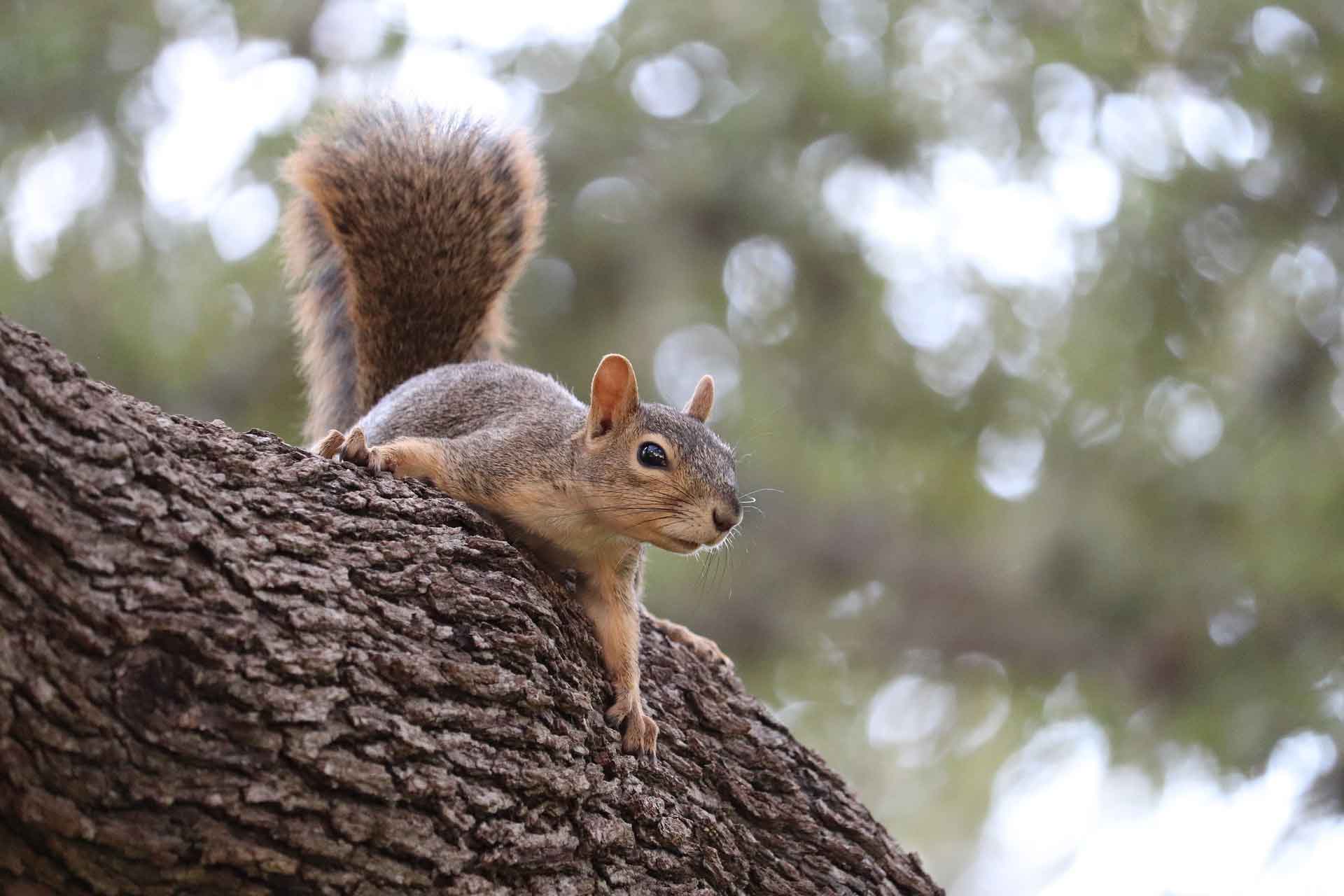squirrel