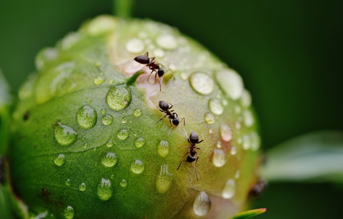 Ants on a wet leaf
