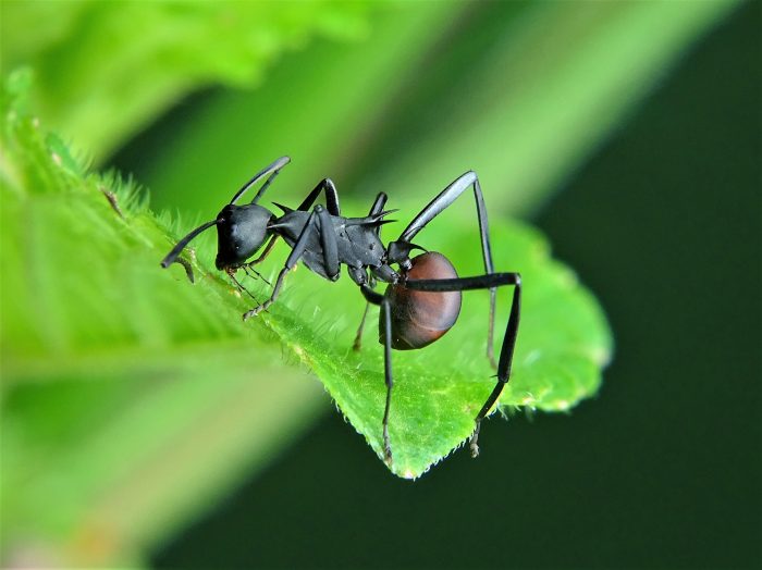 carpenter ant
