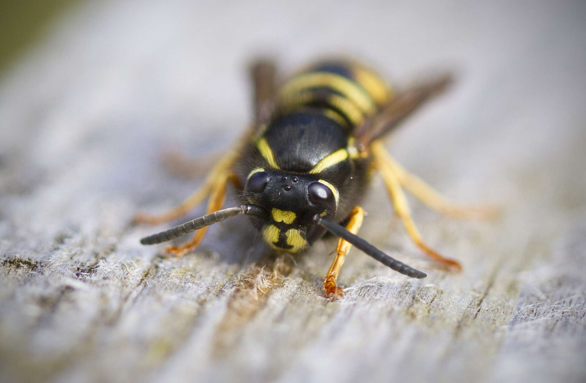 wasp