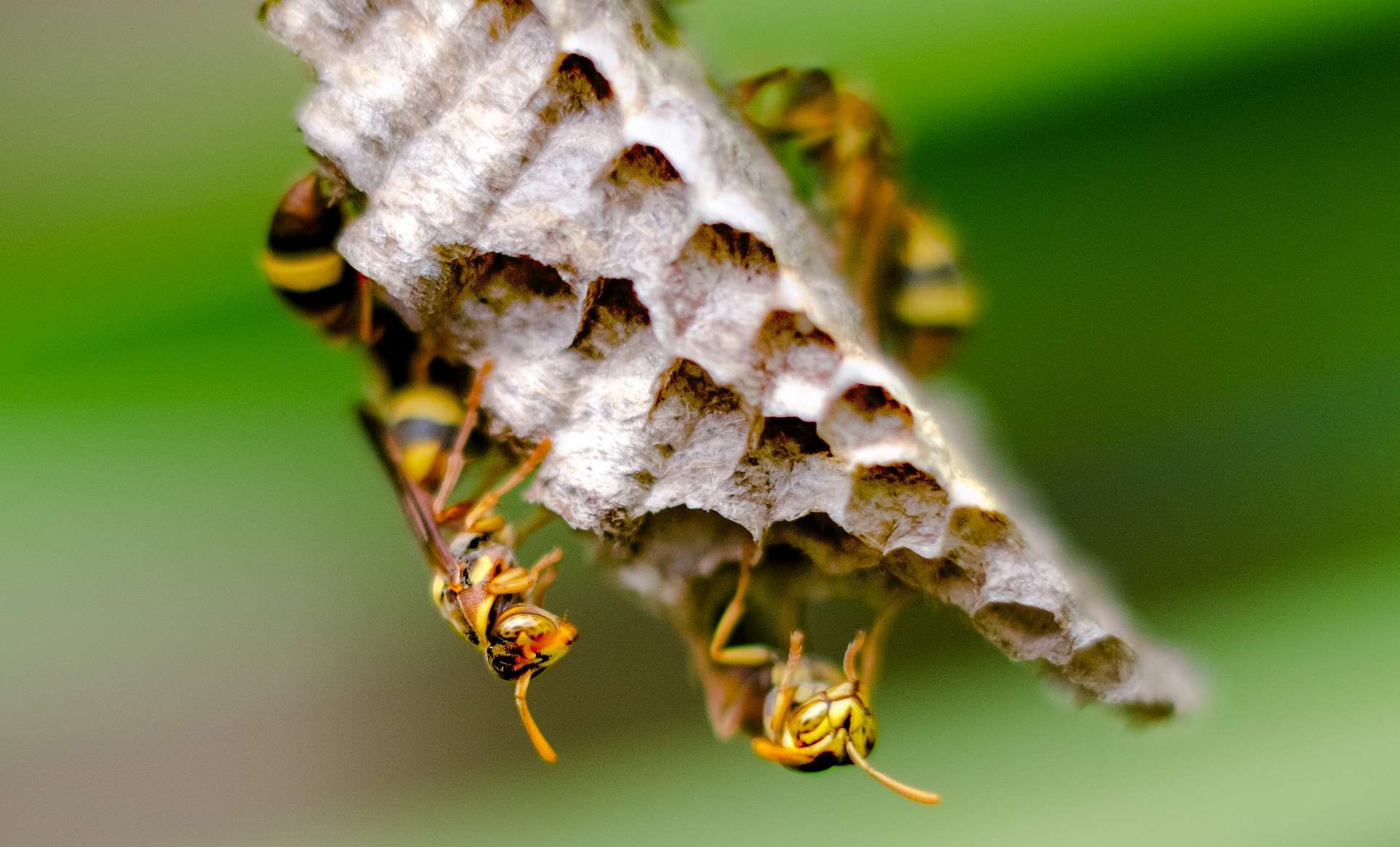 beehive
