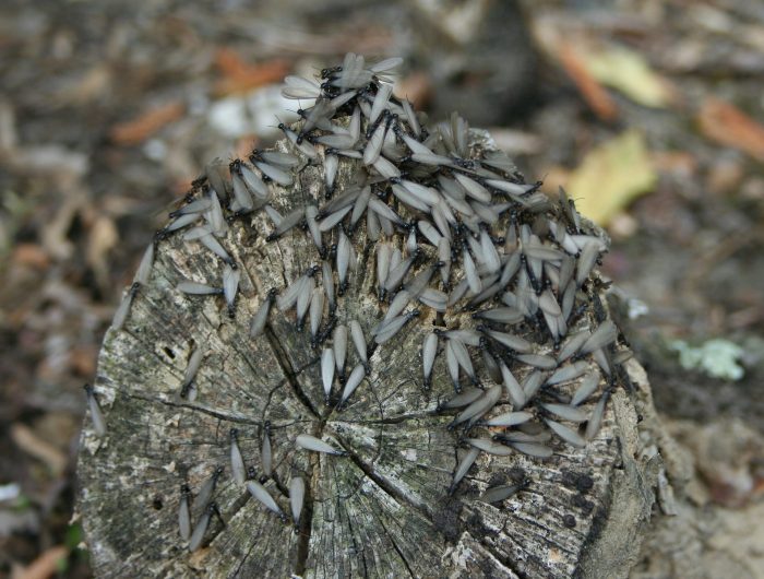 winged termites