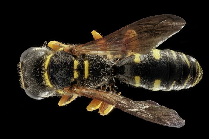 wasp