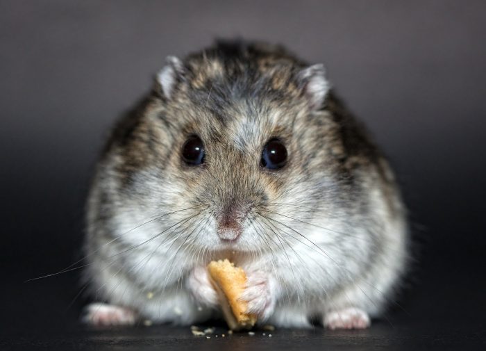 rodent