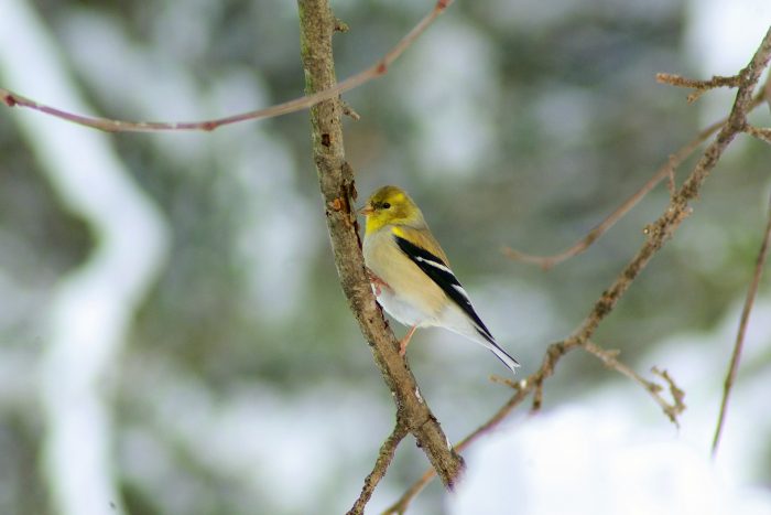 A yellow hummingbird on a tree branch
