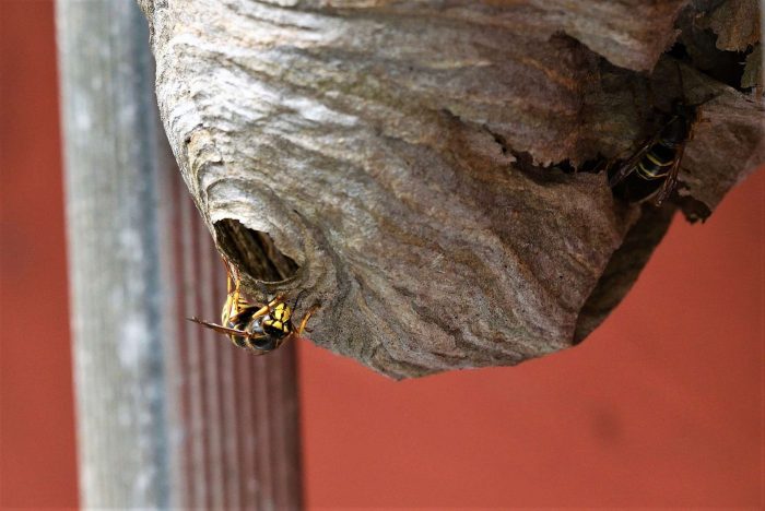 bees nest