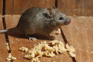 Rodent Control Services In Massachusetts