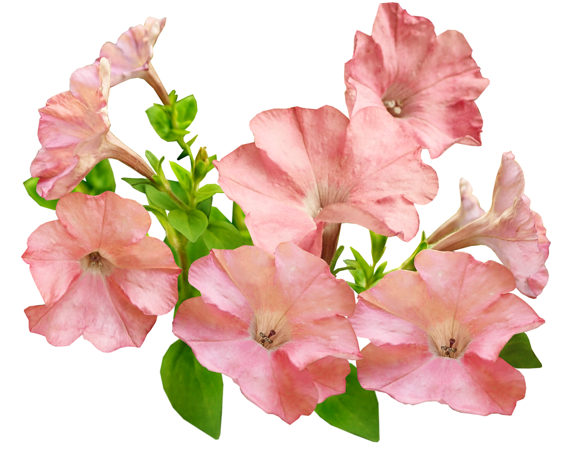 petunias