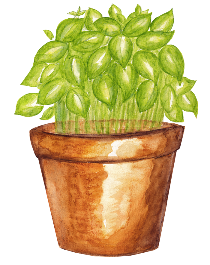 basil in a pot
